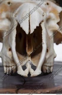 mouflon skull 0004